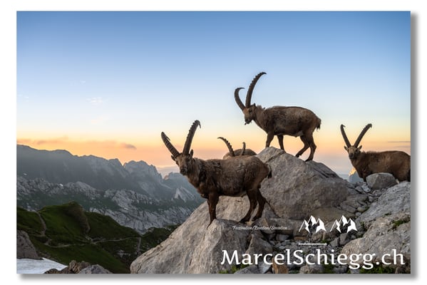 Marcel Schiegg, Marcel Schiegg Fotografie, Berggasthaus Rotsteinpass, Alpensteinbock, Steinbock, Alpstein