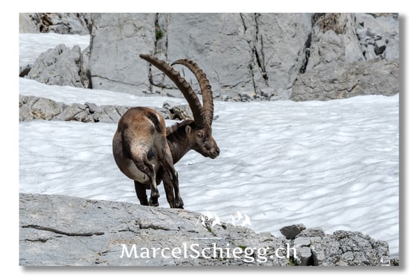 Steinbock/Alpstein Art.-Nr. MS5-3779