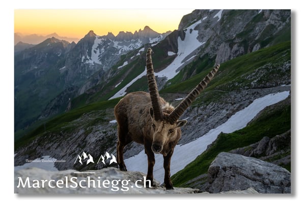 Steinbock/Alpstein Art.-Nr. MZ7-2732/22