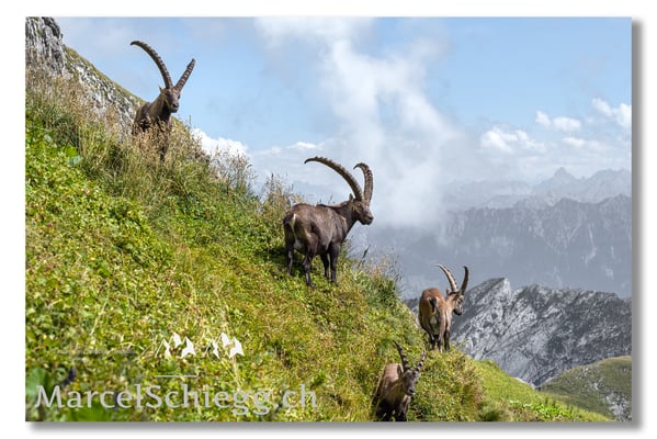 Steinbock/Alpstein Art.-Nr. MZ7-7879