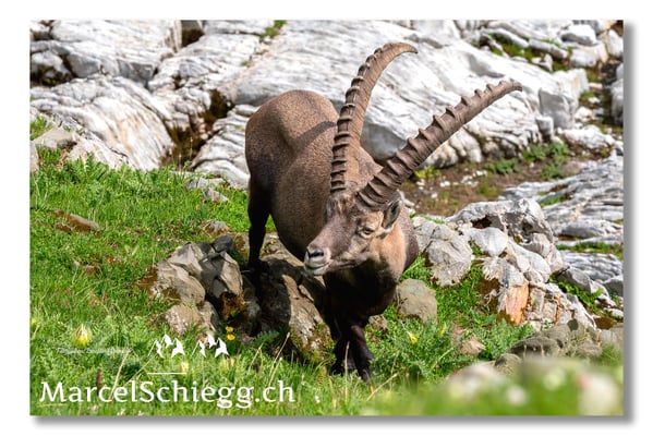 Steinbock/Alpstein Art.-Nr. MS5-3968