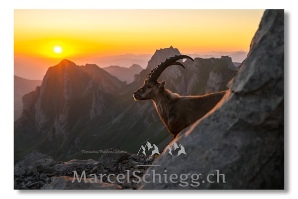 Marcel Schiegg, Marcel Schiegg Fotografie, Alpensteinbock, Steinbock, Wildtiere, Alpstein
