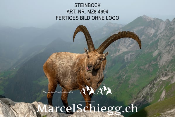 Marcel Schiegg, Alpensteinbock, Steinbock, Steinböcke