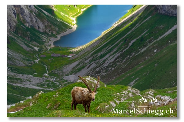 Marcel Schiegg, Marcel Schiegg Fotografie, Alpensteinbock, Steinbock, Wildtiere
