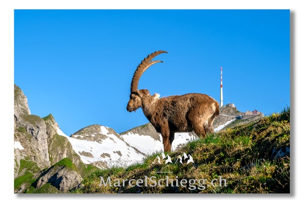 Marcel Schiegg, Marcel Schiegg Fotografie, Berggasthaus Rotsteinpass, Alpensteinbock, Steinbock, Alpstein
