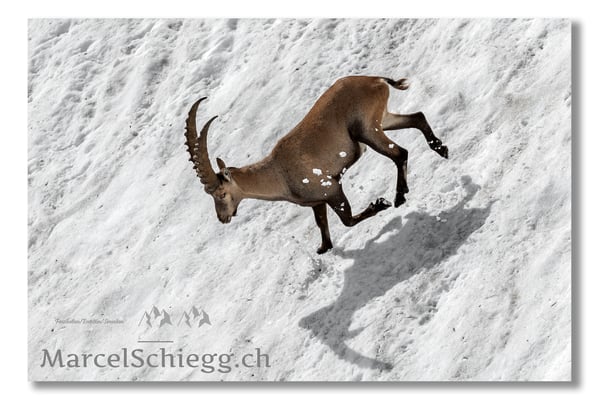 Steinbock/Alpstein Art.-Nr. MS5-3995