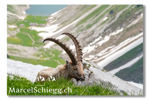 Steinbock/Alpstein Art.-Nr. MS5-2585/21