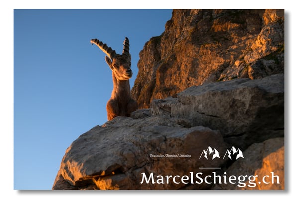 Marcel Schiegg, Marcel Schiegg Fotografie, Alpensteinbock, Steinbock, Wildtiere, Alpstein