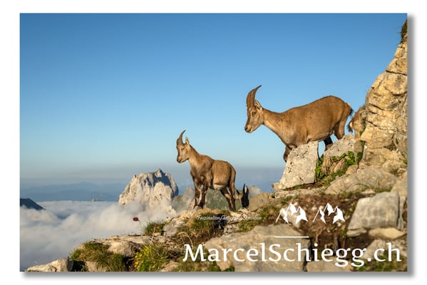 Steingeiss/Alpstein Art.-Nr. MZ7-0427/21