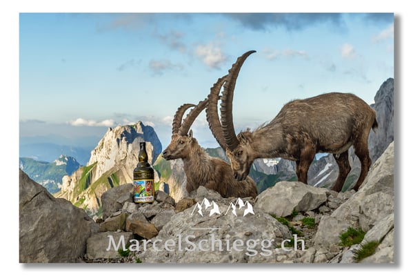 Steinbock/Alpstein Art.-Nr. MZ7-4079