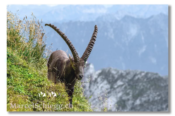 Steinbock/Alpstein Art.-Nr. MZ7-7830