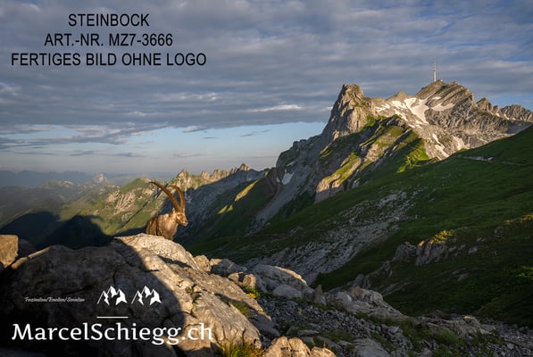 Marcel Schiegg, Alpensteinbock, Steinbock, Steinböcke, Säntis, Rotsteinpass