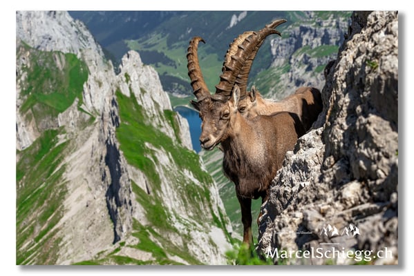 Marcel Schiegg, Marcel Schiegg Fotografie, Alpensteinbock, Steinbock, Wildtiere