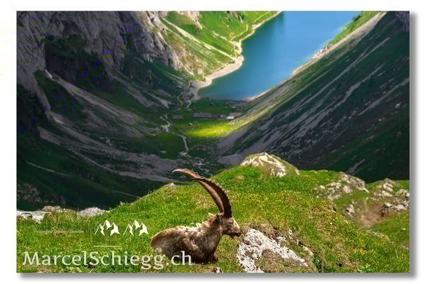 Marcel Schiegg, Marcel Schiegg Fotografie, Alpensteinbock, Steinbock, Wildtiere
