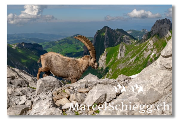 Steinbock/Alpstein Art.-Nr. MZ7-8615