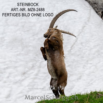 Marcel Schiegg, Alpensteinbock, Steinbock, Steinböcke