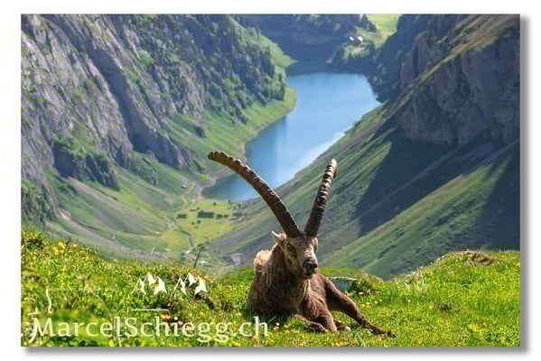 Marcel Schiegg, Marcel Schiegg Fotografie, Alpensteinbock, Steinbock, Wildtiere