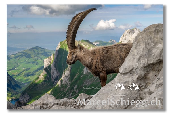 Steinbock/Alpstein Art.-Nr. MZ7-8673