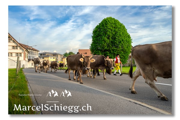 Marcel Schiegg Fotografie, Tradition, Brauchtum, Alpfahrt, Oeberefahre, Appenzell, Appenzellerland