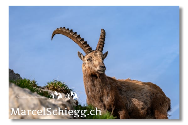 Marcel Schiegg, Marcel Schiegg Fotografie, Alpensteinbock, Steinbock, Wildtiere, Alpstein