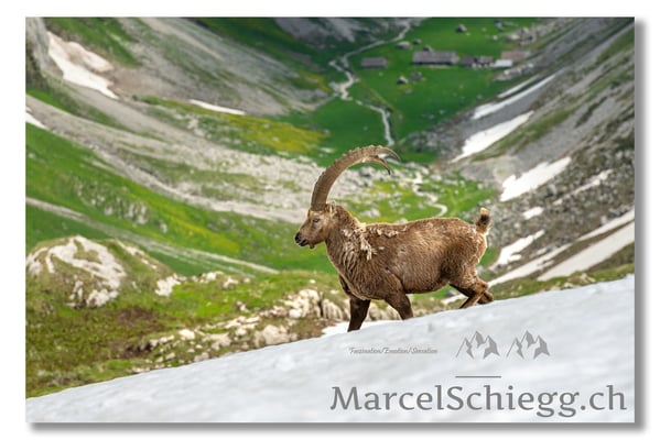 Marcel Schiegg, Marcel Schiegg Fotografie, Alpensteinbock, Steinbock, Wildtiere