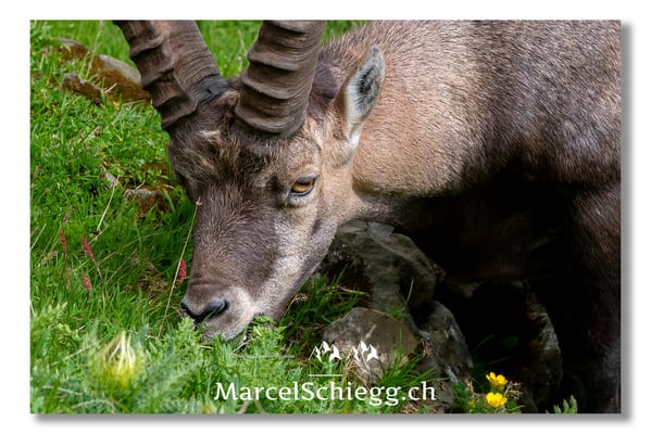 Steinbock/Alpstein Art.-Nr. MS5-3977