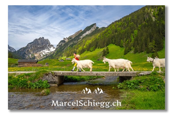 Marcel Schiegg Fotografie, Tradition, Brauchtum, Alpfahrt, Oeberefahre, Appenzell, Alpstein, Sämtis, Appenzellerziege