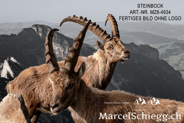 Marcel Schiegg, Alpensteinbock, Steinbock, Steinböcke