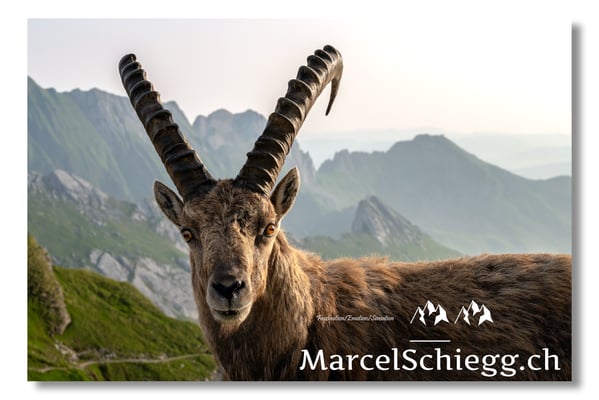 Marcel Schiegg, Marcel Schiegg Fotografie, Alpensteinbock, Steinbock, Wildtiere, Alpstein