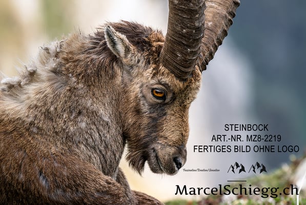 Marcel Schiegg, Alpensteinbock, Steinbock, Steinböcke