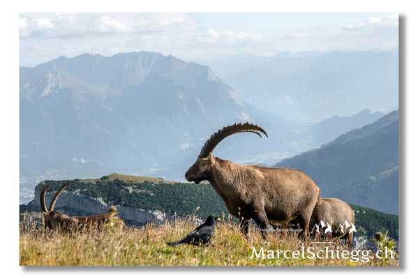 Steinbock/Alpstein Art.-Nr. MS5-9957