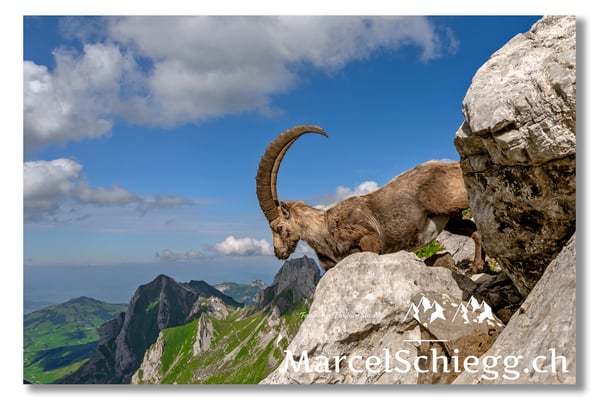 Steinbock/Alpstein Art.-Nr. MZ7-8609