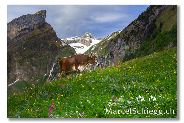 Marcel Schiegg Fotografie, Marcel Schiegg, Seealpsee, Säntis, Hornkuh, Alpstein, Appenzell, Appenzellerland