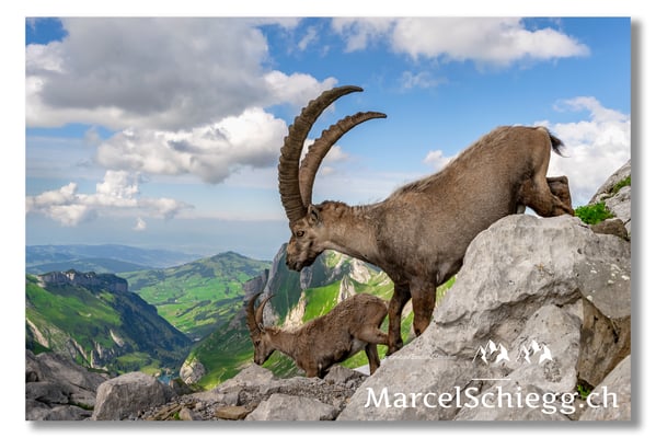 Steinbock/Alpstein Art.-Nr. MZ7-8638