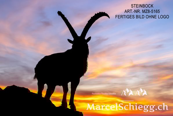 Marcel Schiegg, Alpensteinbock, Steinbock, Steinböcke