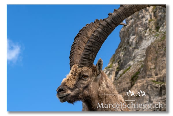 Marcel Schiegg, Marcel Schiegg Fotografie, Berggasthaus Rotsteinpass, Alpensteinbock, Steinbock, Alpstein