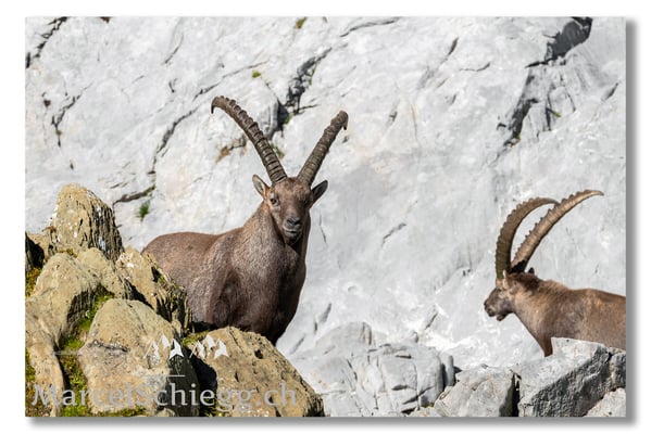 Steinbock/Alpstein Art.-Nr. MS5-9742