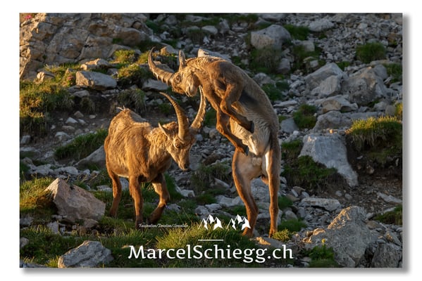 Steinbock/Alpstein Art.-Nr. MS5-2790