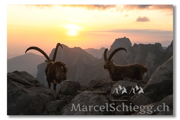 Steinbock/Alpstein Art.-Nr. MZ7-0807