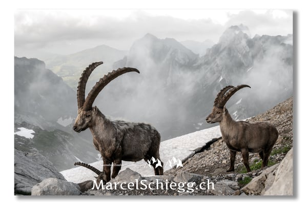Steinbock/Alpstein Art.-Nr. 21MZ7-9354