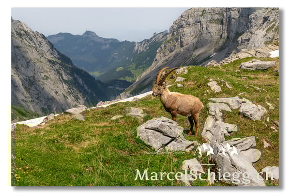 Marcel Schiegg, Marcel Schiegg Fotografie, Alpensteinbock, Steinbock, Wildtiere, Hoher Kasten