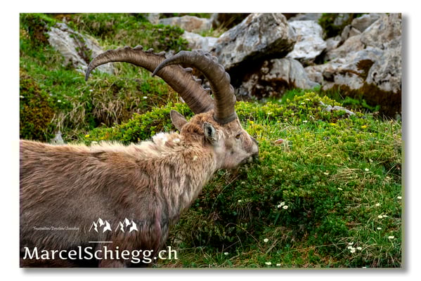 Steinbock/Alpstein Art.-Nr. MS5-4231