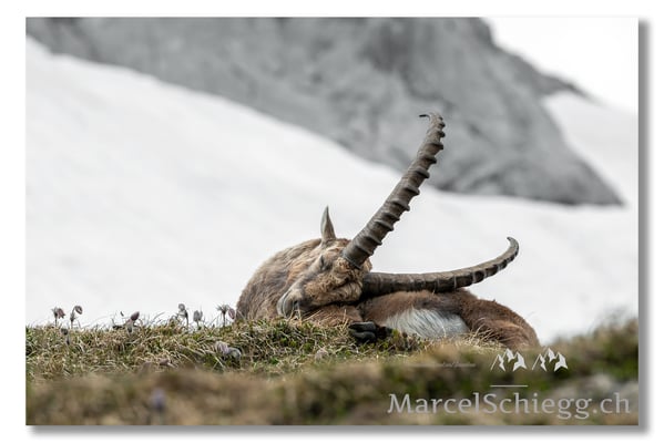 Steinbock/Alpstein Art.-Nr. MS5-2986