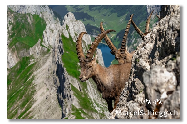 Marcel Schiegg, Marcel Schiegg Fotografie, Alpensteinbock, Steinbock, Wildtiere