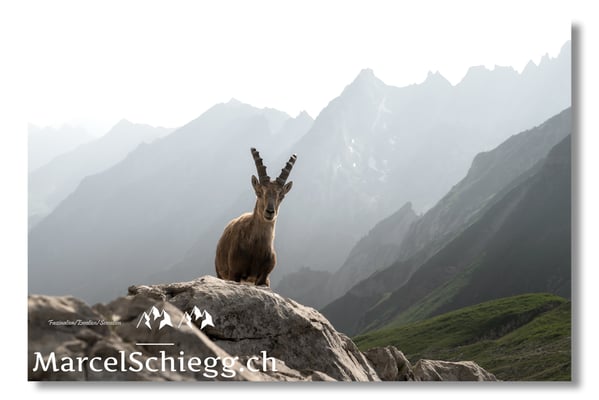 Marcel Schiegg, Marcel Schiegg Fotografie, Alpensteinbock, Steinbock, Wildtiere, Alpstein