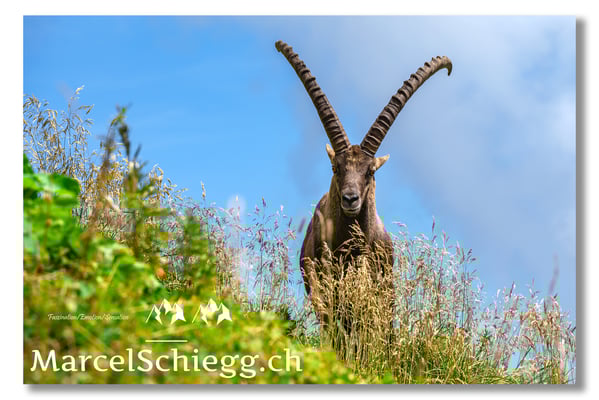Marcel Schiegg, Marcel Schiegg Fotografie, Alpensteinbock, Steinbock, Wildtiere