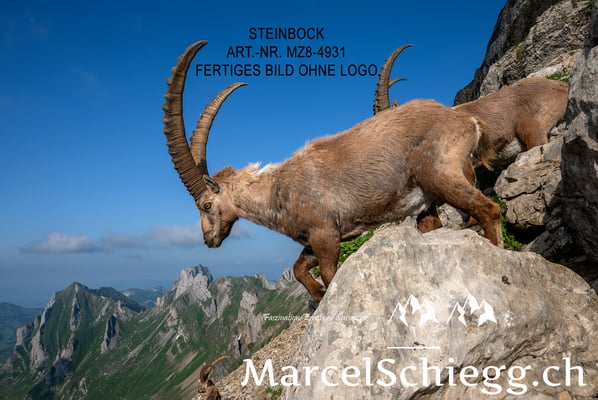 Marcel Schiegg, Alpensteinbock, Steinbock, Steinböcke