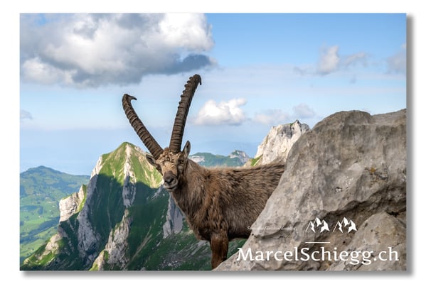 Steinbock/Alpstein Art.-Nr. 21MZ7-8671