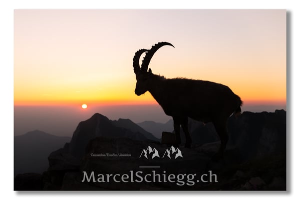 Steinbock/Alpstein Art.-Nr. MS8-1463