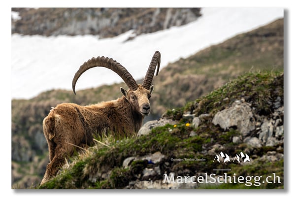 Marcel Schiegg, Marcel Schiegg Fotografie, Alpensteinbock, Steinbock, Wildtiere